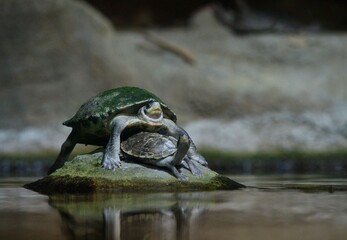 turtle on a stone