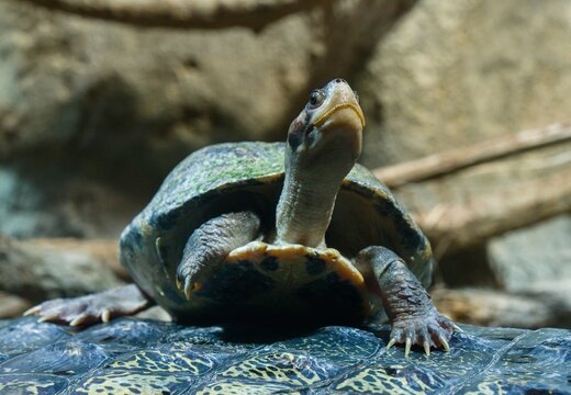 turtle on the back of a gharial