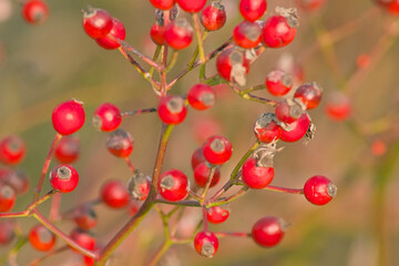 Bright red mountain-ash berries, selective focus on a bokeh background - sorbus aucuparia 