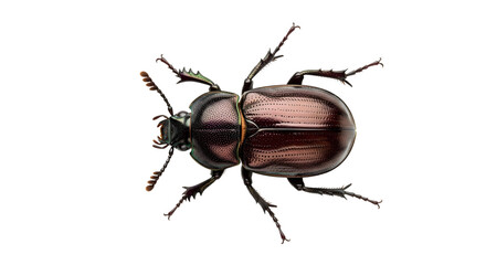 Brown beetle isolated on transparent background