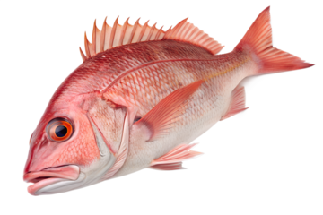 Red Snapper Fish Fresh Whole Isolated on Transparent Background Seafood