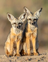 Two desert foxes facing forward