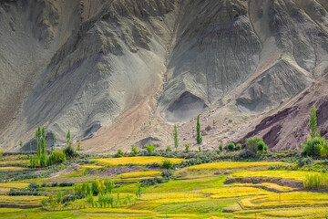 Basgo or Bazgoo, a village situated on the bank of the Indus river in Leh district, Ladakh, India....