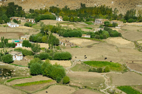 Green agricultural land amongst barren mountains of Leh, Ladakh - image shot from Changla pass. Leh, Jammu and Kashmir, India