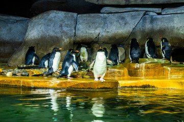 Penguins by the water at the Fort Worth, Texas zoo