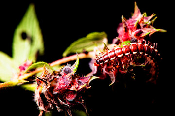 Obraz premium A millipede crawls on the plants in the wilderness field