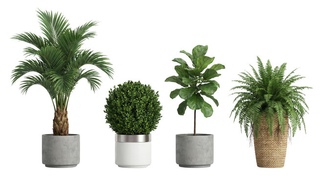 Large tropical palm tree and lush green foliage plants in concrete and wicker pots isolated