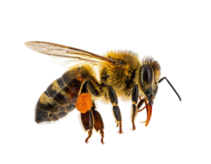 Macro photograph of a honeybee showcasing intricate details against a stark black background