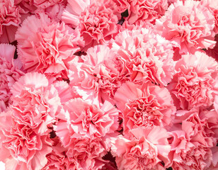 A close-up view of a vibrant display of layered, pink carnation flowers