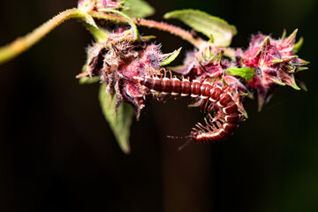A millipede crawls on the plants in the wilderness field