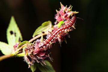 A millipede crawls on the plants in the wilderness field