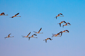 flock of flamingos