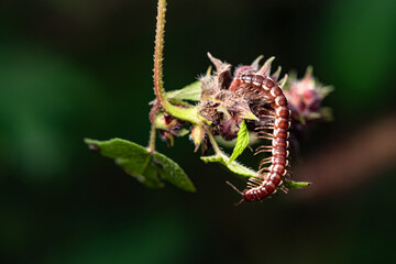 A millipede crawls on the plants in the wilderness field