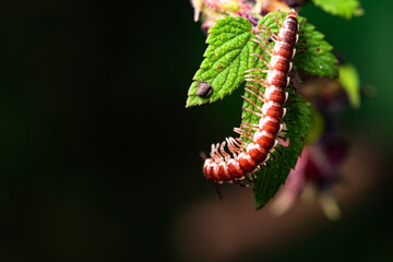 A millipede crawls on the plants in the wilderness field