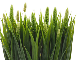Close-up of green, slender leaves with emerging light-green seed heads, isolated on black