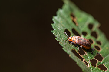 Some plant leaves with complex leaf vein patterns and elm yellow haired firefly leaf beetles on them complement the wild landscape with interest