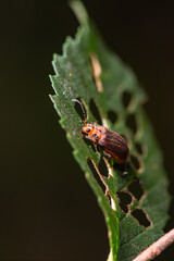 Some plant leaves with complex leaf vein patterns and elm yellow haired firefly leaf beetles on them complement the wild landscape with interest