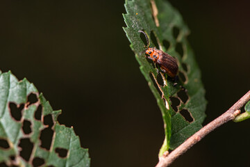 Some plant leaves with complex leaf vein patterns and elm yellow haired firefly leaf beetles on them complement the wild landscape with interest