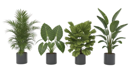 Collection of green potted house plants on transparent background
