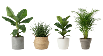 Group of potted houseplants on transparent background