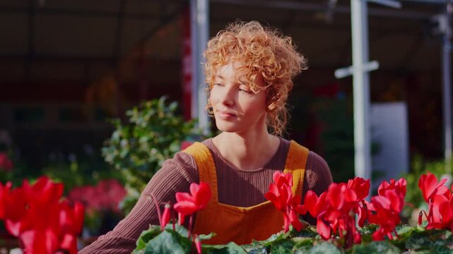 Florist woman choosing red cyclamen flowers