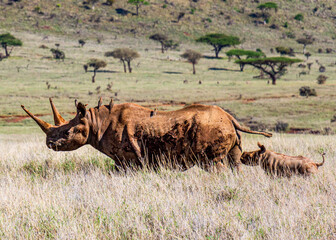 Black Rhino with Baby