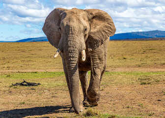 African Elephant