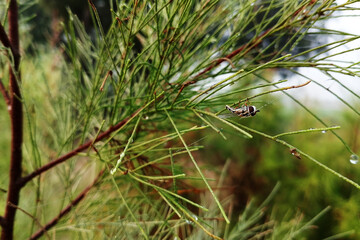 Bee on Fresh rainfall droplets hanging from green tree branches with soft countryside blur, calm seasonal nature scenery