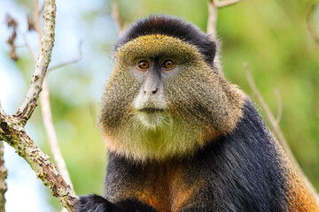 Golden Monkey staring