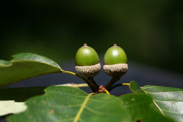 Obraz premium Quercus aliena is a deciduous oak tree used for timber and tannin production. This is an authentic optical photography and not AI generated.