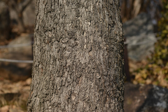Quercus aliena features large leaves with sharp teeth and gray-white undersides. This is an authentic optical photography and not AI generated.