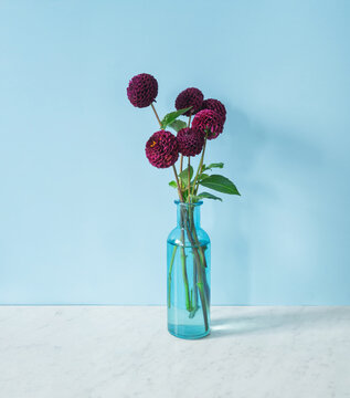 Dark red pompom dahlias in a glass vase.