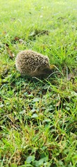 hedgehog in the grass © Mone Mayr