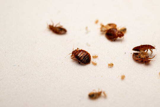 Dead Bed Bugs Infestation Close Up