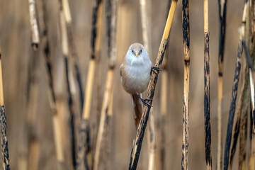 Fototapeta premium bearded reedling, female, perched on a reed