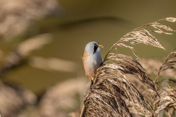 bearded reedling, male, perched on a reed