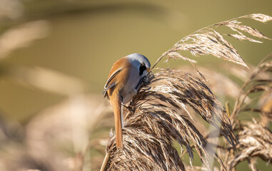 bearded reedling, male, perched on a reed