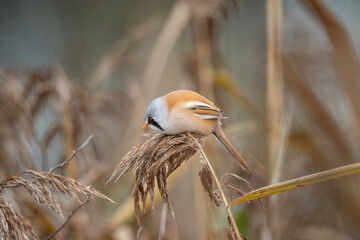 bearded reedling, male, perched on a reed
