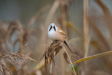 bearded reedling, male, perched on a reed