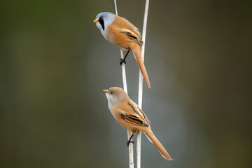 bearded reedlings, female and male, perched on a reed