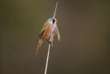 bearded reedling, male, perched on a reed