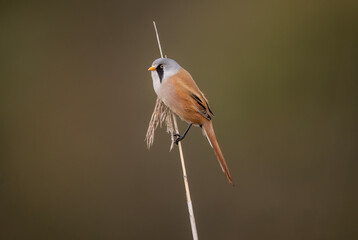 bearded reedling, male, perched on a reed