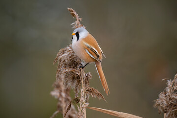bearded reedling, male, perched on a reed
