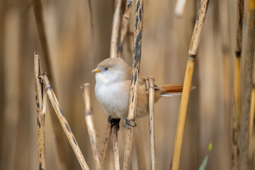 bearded reedling, female, perched on a reed