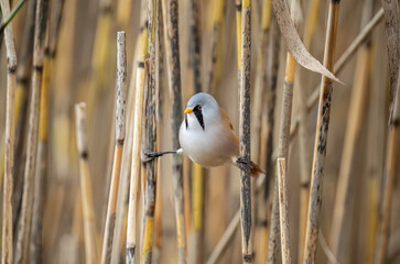 bearded reedling, male, perched on a reed