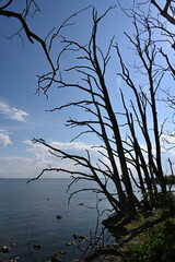 Insel Greifswalder Oie, Abbruchkante der &ouml;stlichen Steilk&uuml;ste
