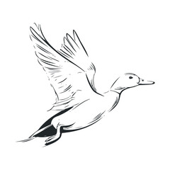Fototapeta premium Flying duck in graceful motion above water surface. Vector illustration