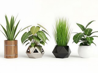 Four Potted Plants in Different Planters on White Background indoor plants green leaves
