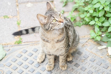 Cute tabby cat relaxing on the floor. Cute cat on the porch.