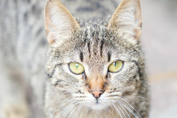 Fototapeta premium Close up of a cute tabby cat's face facing the camera.